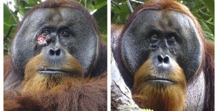 Orang Utan
