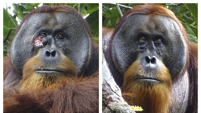 Orang Utan