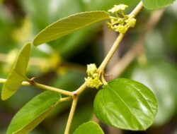 Manfaat Kesehatan Daun Bidara, Turunkan Gula Darah hingga Atasi Diare