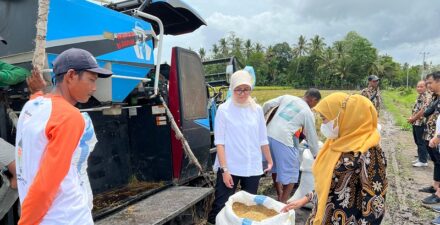Serapan Beras Nasional Meningkat, Bulog Catat Rekor Tertinggi dalam 3 Tahun Terakhir