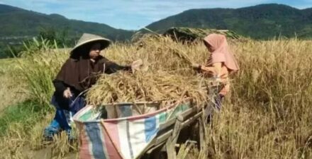 Kota Solok, Pengusaha Padi-Beras Terobosan Baru dalam Standar Kualitas Pangan