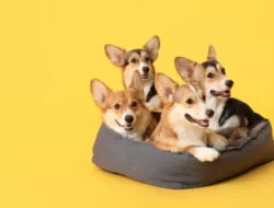 Pentingnya Merawat Tempat Tidur Anjing, Kenali Alasannya