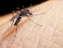 Penurunan Kasus DBD, Dinkes Padang Catat Perkembangan Positif di Tahun 2024