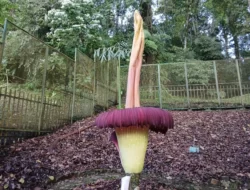 Kembali Mekar Bunga Bangkai di KRC Sumbar Bertahan untuk Ketujuh Kalinya