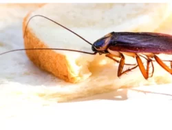 Tips Mudah Cegah Kedatangan Kecoa di Dapur Anda