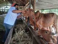 Jelang Idul Adha, DPKP Kotim Periksa Hewan Kurban