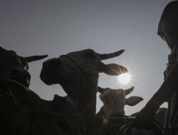 Idul Adha 1445 H Jatuh pada 17 Juni 2024