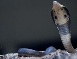 Pengalaman Mengerikan Wisatawan, Kamar Hotel Dipenuhi Ngengat dan Kobra