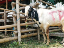 Gus Fahrur: Menyembelih Kurban Sendiri Lebih Utama