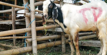 Gus Fahrur: Menyembelih Kurban Sendiri Lebih Utama