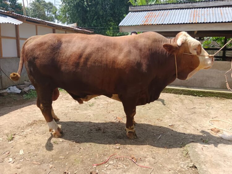 Sapi Kurban