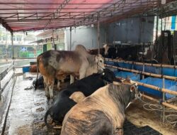 Pedagang Kurban, Penjualan Turun Signifikan Dibanding Tahun Lalu