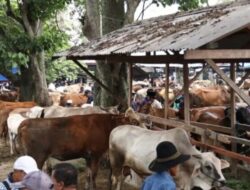 4.285 Hewan Kurban Tercatat di Tanah Datar