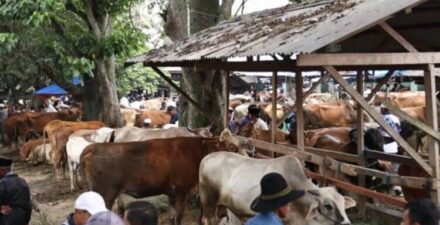 4.285 Hewan Kurban Tercatat di Tanah Datar