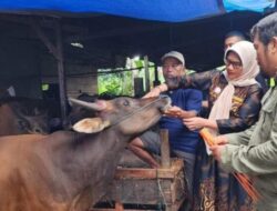 1.550 Hewan Kurban di Padang Lulus Pemeriksaan ASUH