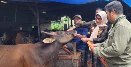 1.550 Hewan Kurban di Padang Lulus Pemeriksaan ASUH