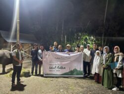 Bantuan Sapi Kurban dari AP II BIM untuk Padang Pariaman