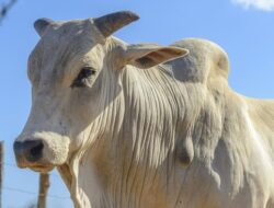 Rekor Guinness, Sapi Viatina-19 Dijual Seharga Rp65,8 Miliar