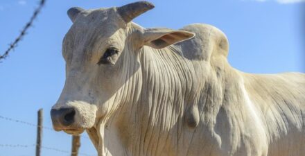 Rekor Guinness, Sapi Viatina-19 Dijual Seharga Rp65,8 Miliar