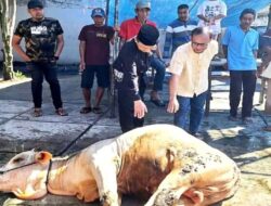 Padangpanjang, Penurunan Hewan Kurban Tahun Ini