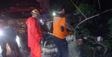 Pohon Tumbang
