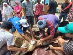 Bukittinggi Siapkan 1.000+ Hewan Kurban, Fokus pada Kesehatan dan Kehalalan