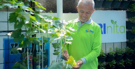 Didukung BRINita, kelompok tani ini sulap lahan terbengkalai jadi produktif.