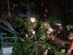 Hujan Deras Picu Pohon Roboh, Warung Warga Terdampak