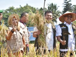 Petani Se Kota Payakumbuh Lakukan Panen Padi Serentak