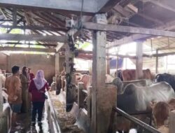 Pemko Pariaman Lakukan Periksa Kesehatan 800 Ekor Hewan Kurban Layak Disembelih