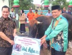 Kotim Terima Sapi Kurban dari Presiden Jokowi