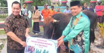 Kotim Terima Sapi Kurban dari Presiden Jokowi