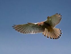 Rekor Kecepatan, Elang Peregrine Capai 389,46 Km/jam saat Berburu