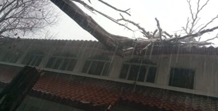 Bencana Alam, Pohon Tumbang Akibat Cuaca Ekstrem di Tangsel