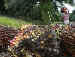 Peremajaan Lahan Sawit Rakyat Tembus 744,93 Ha, Melebihi Target Juli 2024