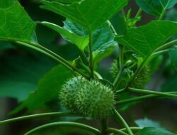 Pertolongan Pertama untuk Keracunan Kecubung, Cara dan Langkahnya