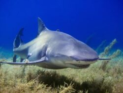 Faktor Penyebab Serangan Hiu, Lebih dari Sekadar Mencari Makan