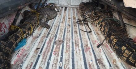 Dua Buaya Masuk Pemukiman, BKSDA Bertindak Cepat