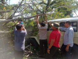 Pohon Tumbang di Padang Timpa Mobil Mewah Land Cruiser