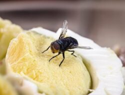 Kebutaan Akibat Tepuk Lalat, Kasus di Shenzhen