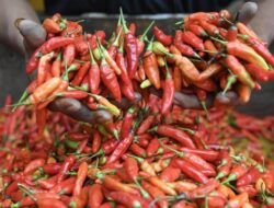 Bapanas Anjurkan Masyarakat Tanam Cabai Sendiri