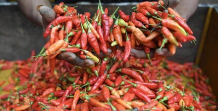 Bapanas Anjurkan Masyarakat Tanam Cabai Sendiri