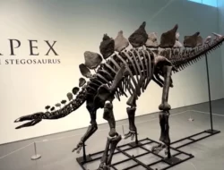 Fosil ‘Apex’ Pecahkan Rekor Lelang di New York
