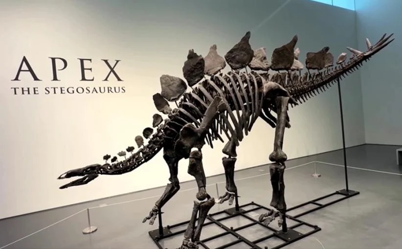 Apex