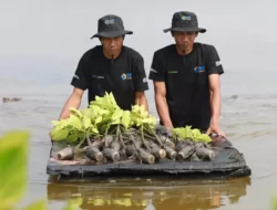 BRI Tanam 10.000 Bibit Mangrove untuk Cegah Abrasi di Muaragembong