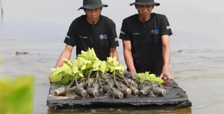 Program BRI Menanam - Grow & Green Penanaman menyalurkan bantuan bibit mangrove untuk Poktan di Muaragembong.