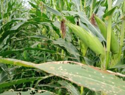 Harga Komoditi Jagung Jatuh Toke Tak Mendekat