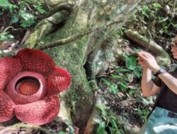 Bunga Rafflesia Mekar Sempurna Tarik Perhatian Ratusan Wisatawan