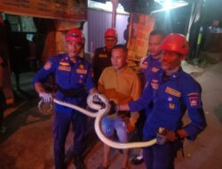 Evakuasi Ular Piton di Marapalam, Warga Padang Cemas