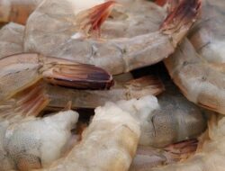 Siapa Saja yang Tidak Boleh Makan Udang?